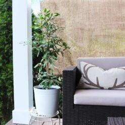 Miracle Berry Plant -Flourish Garden mIRACLE bERRY 4 FGT