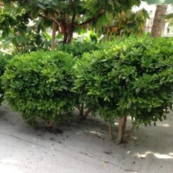 Miracle Berry Plant -Flourish Garden mIRACLE bERRY 6