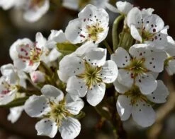Olympic Giant Asian Pear Tree 7 Olympic Giant Asian Pear Tree -Flourish Garden olympic pear 450 1