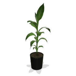 Cold Hardy Banana Tree -Flourish Garden products 0759c65d 800b 498b b0a2 d9fb8d8c790e