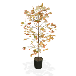 Autumn Blaze® Red Maple Tree 10 Autumn Blaze® Red Maple Tree -Flourish Garden products 5f8d8f31 87b0 4c0c bdb7 89dc64fd77ef