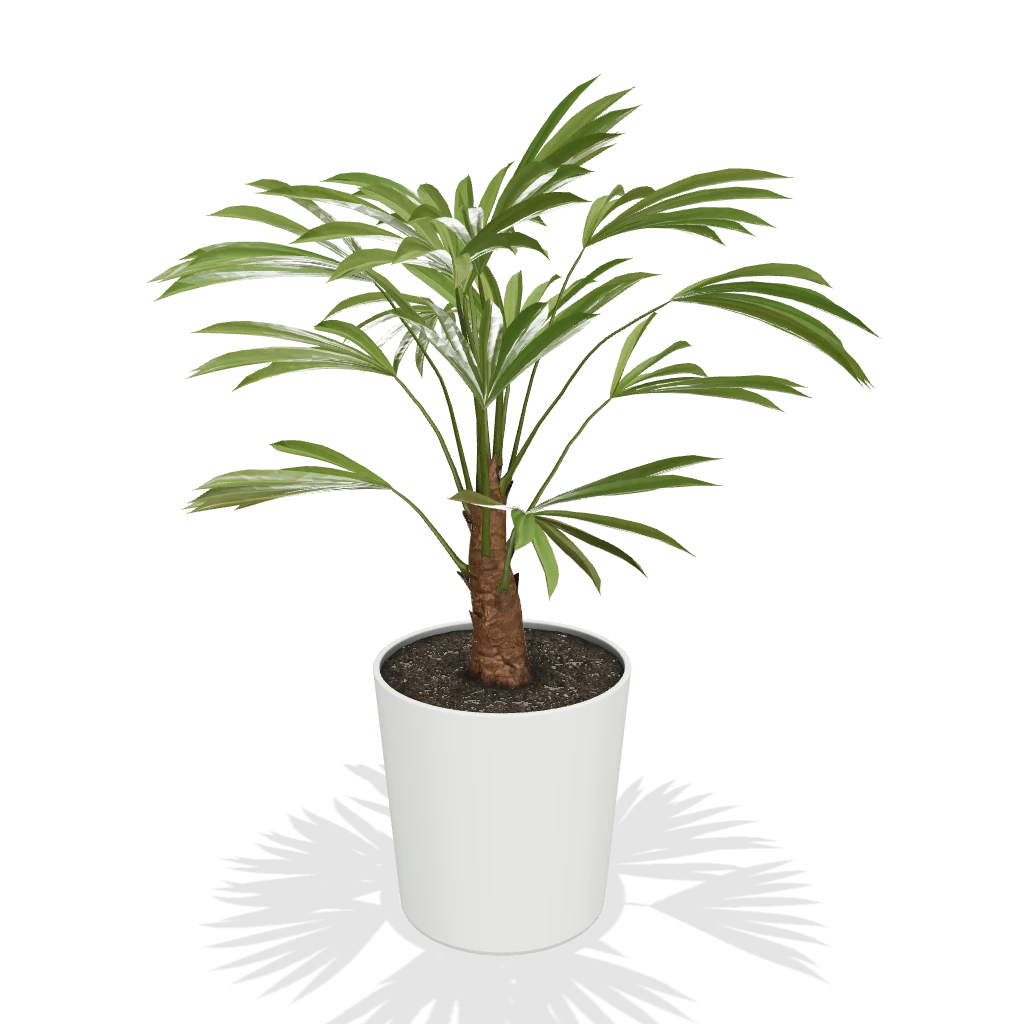 Windmill Palm Tree 3 Windmill Palm Tree - Image 3