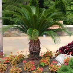 Sago Palm Tree -Flourish Garden sago palm 11