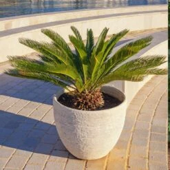Sago Palm Tree -Flourish Garden sago palm 5 FGT