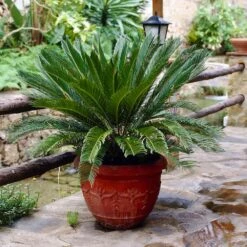 Sago Palm Tree -Flourish Garden sago palm 7 FGT