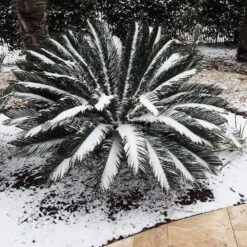 Sago Palm Tree -Flourish Garden sago palm 9 FGT