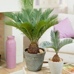 Sago Palm Tree -Flourish Garden sago palm FGT