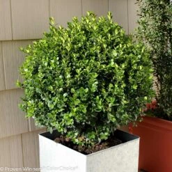 Sprinter® Boxwood Shrub -Flourish Garden sprinter boxwood 2 FGT