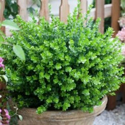 Sprinter® Boxwood Shrub -Flourish Garden sprinter boxwood 3