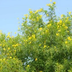 Sundance Tecoma -Flourish Garden tECOMA sTANS sUNDANCE 1