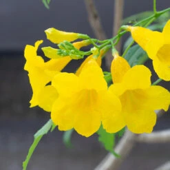 Sundance Tecoma -Flourish Garden tECOMA sTANS sUNDANCE 3