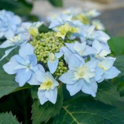 Tuff Stuff Ah-Ha® Hydrangea Shrub -Flourish Garden tuff stuff ah ha hydrangea 3