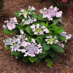 Tuff Stuff Ah-Ha® Hydrangea Shrub -Flourish Garden tuff stuff ah ha hydrangea 7 FGT