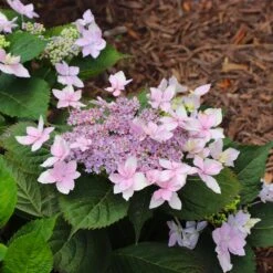 Tuff Stuff Ah-Ha® Hydrangea Shrub -Flourish Garden tuff stuff ah ha hydrangea 8
