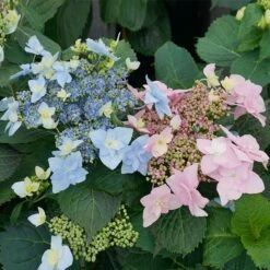 Tuff Stuff Ah-HaĀ® Hydrangea Shrub
