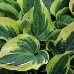 Wide Brim Hosta -Flourish Garden wide brim hosta 1