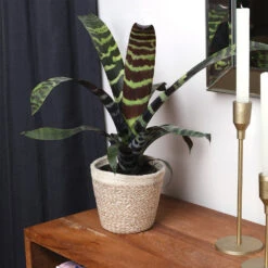 Zebra Plant In Decorative Pot 13 Zebra Plant In Decorative Pot -Flourish Garden zebra jute 4