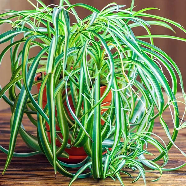 Front Page 35 Front Page -Flourish Garden Spider Plant FGT 600x600 f8f5d6ea f043 4cae a4d9 2847d9e16047